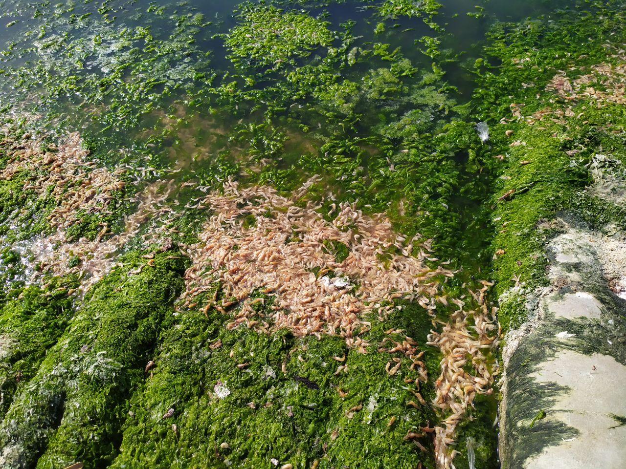 Вода в лиманах Чорного моря стала зеленою