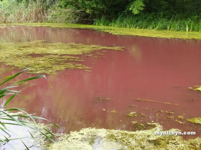 У Ніжині ставок став рожевим