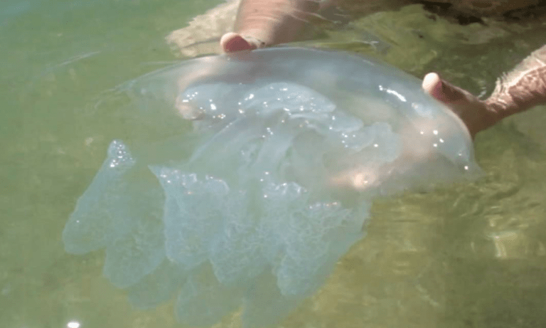 Такі медузи заполонили пляжі