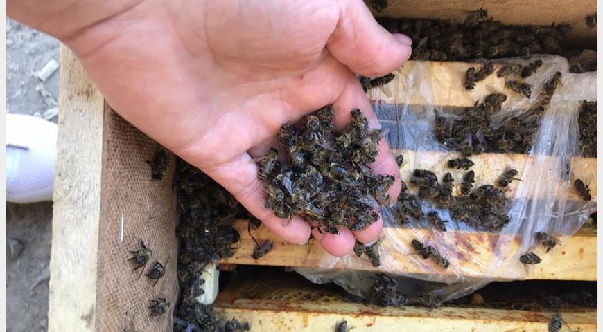 "Укрпоштою" відправили вісім мільйонів бджіл: комахи загинули